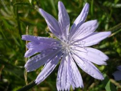 Chicory