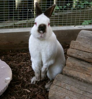 Osterhase 2010 